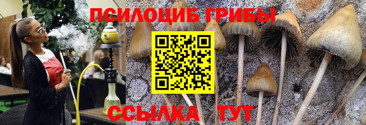 наркота  Псилоцибиновые грибы Cubensis  Вход с VPN  Гусь-Хрустальный 